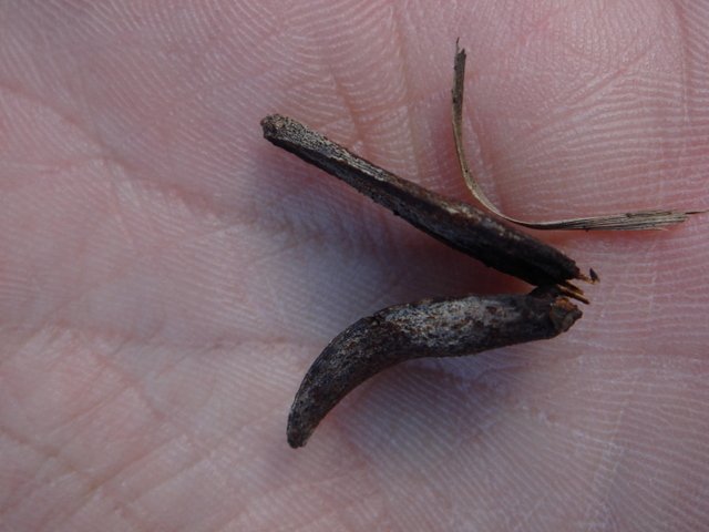 Calocedrus decurrens fruit
